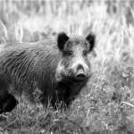 Tarptautinio projekto finišo tiesioji