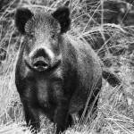 Kraštietį meilė matematikai atvedė į Kanadą