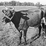 Pasvalio kultūros centro istorija fotografijose ir prisiminimuose