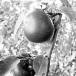 Aktualios ne tik dvasinės problemos