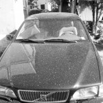 Valstybė rūpinasi savo vandens telkinių įžuvinimu