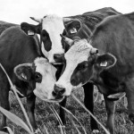 Į Ukrainą nuvežė pasiūlymą draugauti