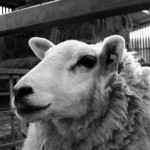 Pasvalio gimnazistai susitiko su galiūnu Žydrūnu Savicku