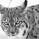 Devyni dalyviai – devyni medaliai