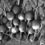 „2014 metų žmogus“ svajoja apie ukrainietišką Kovo 11-ąją