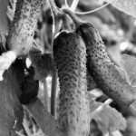 „Mūšos vingis“ šiemet pasuko į Vytartų mišką