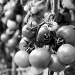 Kultūros dienos proga išdalintos „Skruzdės“