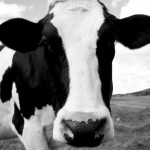 Griūvanti tvora ir „Dvylikos kėdžių“ reklamos