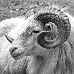 Lektorius priminė sovietinės psichiatrijos grimasas