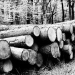 Balsių malūne stovyklavo jaunieji matematikai