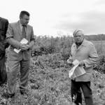 Apžiūrėjus pasėlius, bus lengviau nuspręsti, ką sėti rudenį