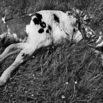 Yrantys laiptai kelia pavojų turgaus lankytojams