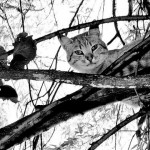 Jubiliejų šventė salotietė, buvusio pasieniečio dukra