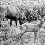 Visa Vilniaus gatvė atvira eismui