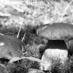 Europos judrioji savaitė Pasvalyje: prisijunk!