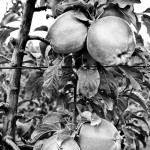 Lietuvos Respublikos nacionaliniai interesai ir ekonominė politika