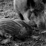 Apgaule padėjo išvilioti pinigus