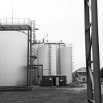 Šernų likimą spręs bendra darbo grupė