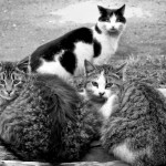 Saločiuose – naujas Savanorių skveras