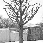 Beveik rimtai apie meilę, dieviškas galias ir kitus stebuklus