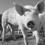 Informacinių technologijų konkurso nugalėtoja ketina studijuoti užsienyje