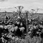 Techninės apžiūros truks mėnesį