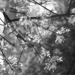 Žemaitės paslaptis atsiskleidžia naujame biografiniame romane