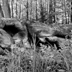 Darbas, kurį renkasi tik moterys