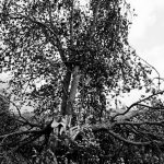 Šeštoko Simo spalvingi gėlynai ir molinukai