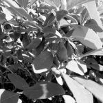 Ustukių krepšininkai neužleido pozicijų