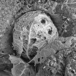 Ar matysime daugiau policininkų miesteliuose ir kaimuose?