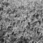 Pasisodino keliolikos veislių šilauogių