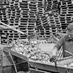 Miesto gatvėmis nusidrieks kilometro ilgio Trispalvė