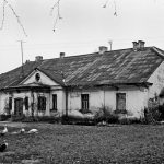 Vilkai siautėja ne tik ganyklose