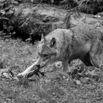 Įdomūs žilpamūšiečių susitikimai Dubingiuose