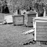 Žaliosios olimpiados pusfinalyje susirungs ir pasvaliečiai