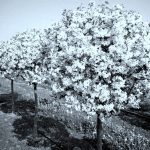 Darbų kupinas gyvenimas nykstančiame Barklainių kaime