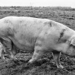 Žaibas kliudė kelis pastatus