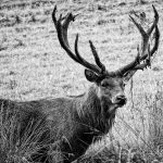 Joniškėlio parko laukia permainos