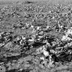 Provincijos nebijanti mergaičiukė „medžioja“ saulėlydžius ir saulėtekius