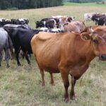 Poezija, tarp Ustukių ir Briuselio