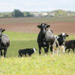 Žemės ūkio ateitis – kooperatinė veikla