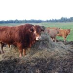 Įžengė į tarptautinį konkursą „Pasaulio trofėjus“