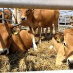 Pigiausiai kainuojantis sveikatos išsaugojimo būdas