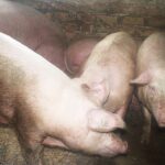 Ligoninės gydytojų komandoje –gimtinėn sugrįžęs radiologas