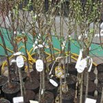 Ligoninės gydytojų komandoje –gimtinėn sugrįžęs radiologas