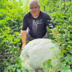 Nacionalinė parama pieno gamintojams – jau netrukus