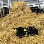 Riešutų gidas: kuo ypatingos ir su kuo valgomos skirtingos jų rūšys?