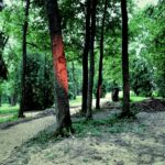 Išsipildė sena vaškietės svajonė auginti erdviuose šildomuose šiltnamiuose 