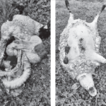 Naujakurystė po gaisro ir atgaiva prie žirgų